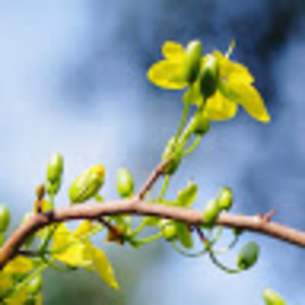 Meet your Posher, Huong